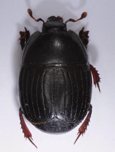 Atholus duodecimstriatus duodecimstriatus